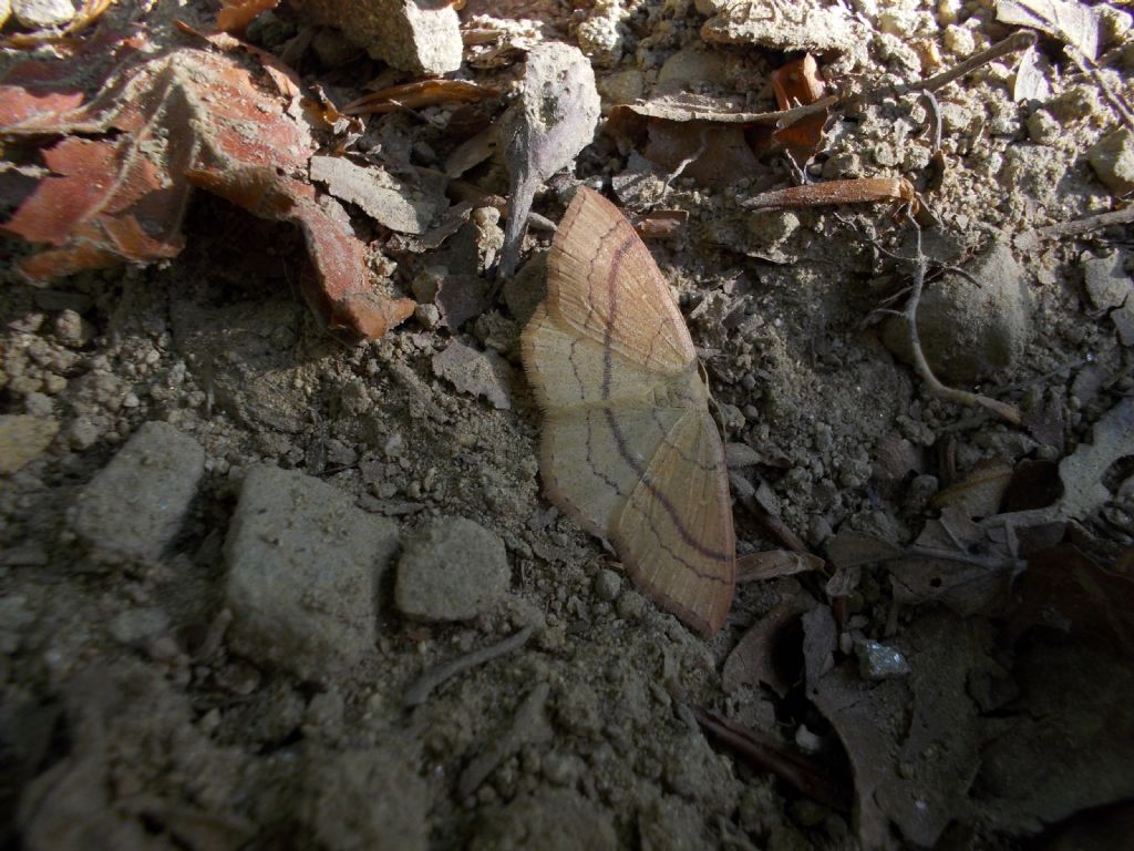 Scopula imitaria o Idaea aversata?  Cyclophora linearia, Geometridae